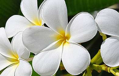 websites/thumbs/2012-01_nw-pflanzen-thumb-web-02_1489083149.jpg